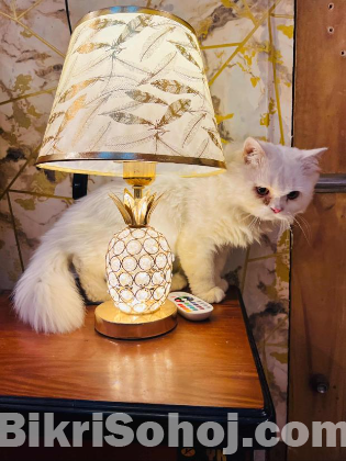 Persian cat long hair